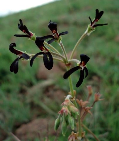 Pelargonium sidoides umbels