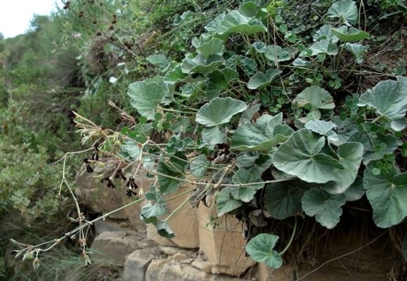 Pelargonium sidoides leaves