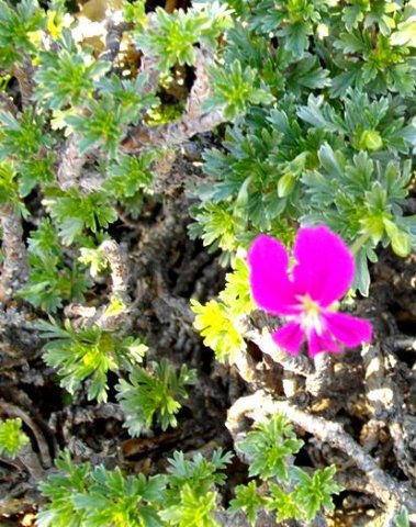 Pelargonium sericifolium old stems