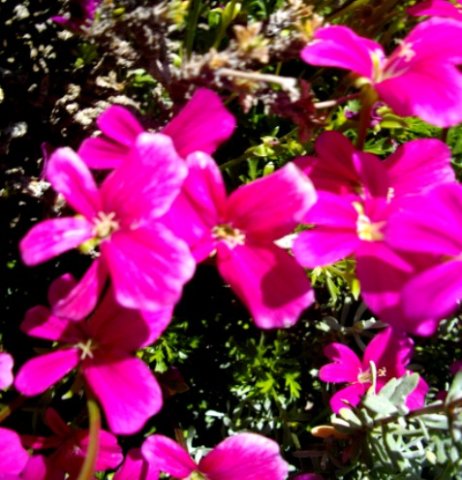 Pelargonium sericifolium flowers