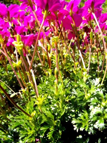 Pelargonium sericifolium