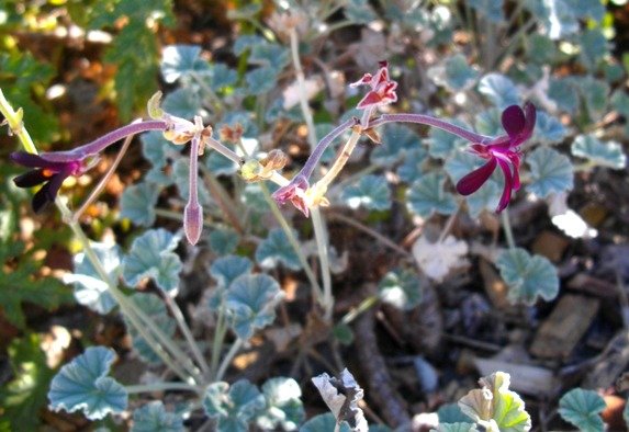 Pelargonium sidoides 