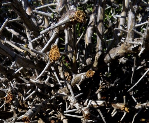 Pelargonium spinosum low branches