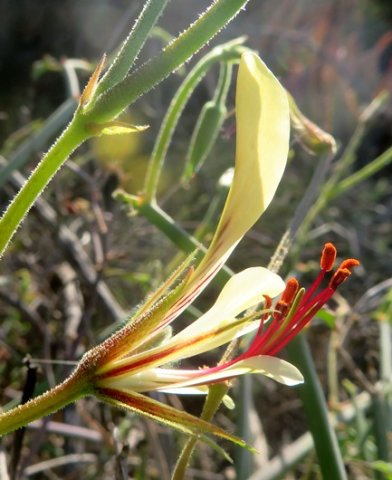 Pelargonium tetragonum flower profile