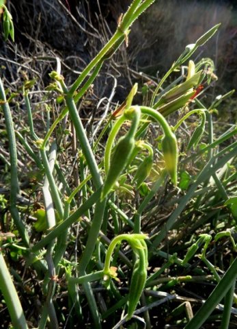 Pelargonium tetragonum young buds