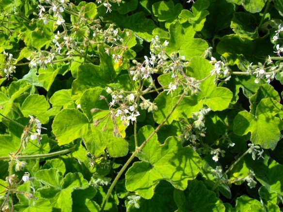 Pelargonium tomentosum