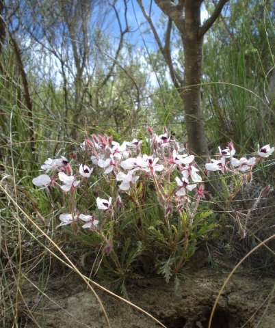 Pelargonium tricolor