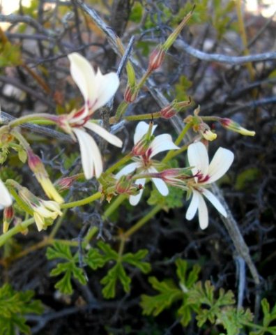 Pelargonium trifidum flowers in several stages