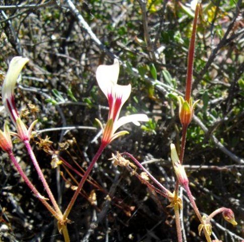Pelargonium trifidum fruit