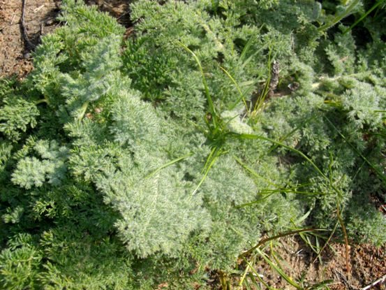 Pelargonium triste leaves
