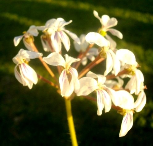 Pelargonium triste creamy yellow flowers