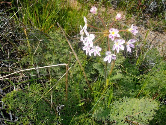 Pelargonium triste white petals