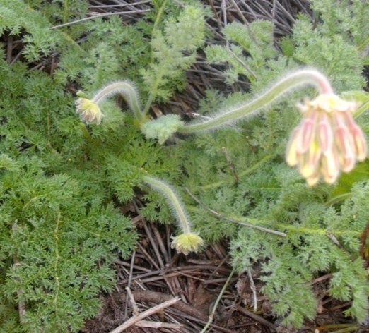 Pelargonium triste 