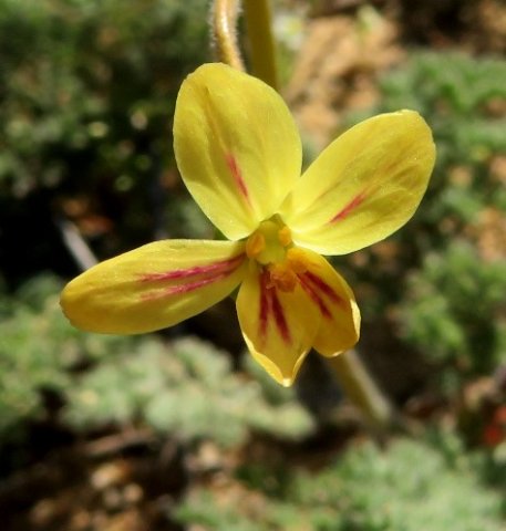 Pelargonium triste yellow line-marked petals