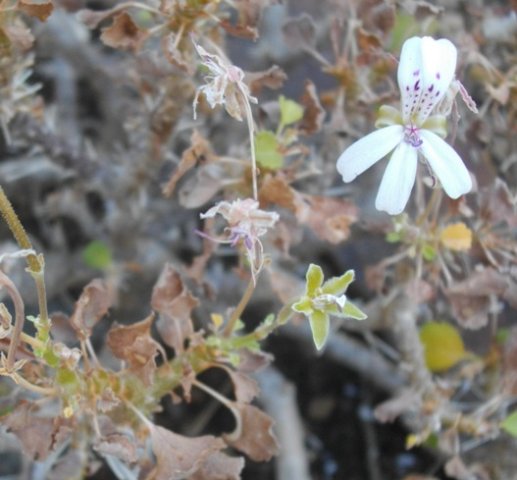 Pelargonium xerophyton