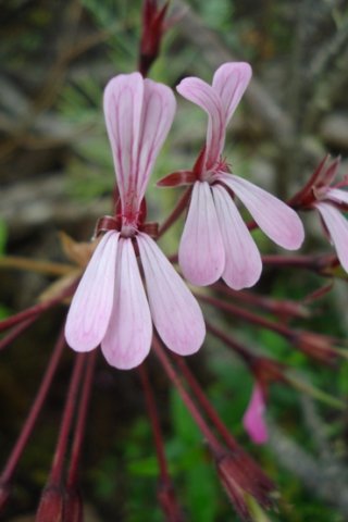 Pelargonium zonale flowers