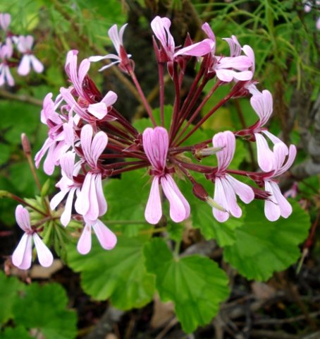 Pelargonium zonale umbel