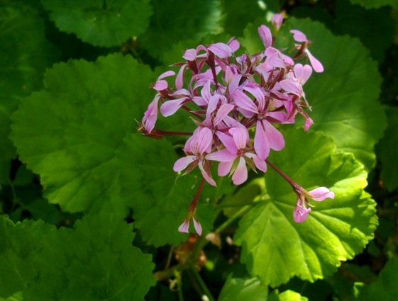 Pelargonium zonale flowers