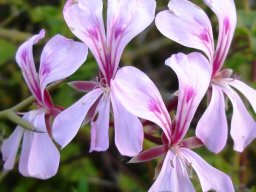 Pelargonium