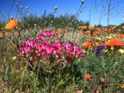 Pelargonium incrassatum, the t&#039;neitjie