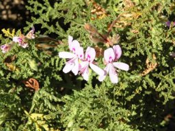 Pelargonium species, possibly P. radens