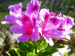 Pelargonium cucullatum at Silvermine in the Cape