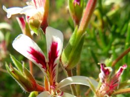 Pelargonium abrotanifolium in the throes of blooming