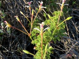 Pelargonium abrotanifolium, a flowering branch