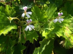 Pelargonium album