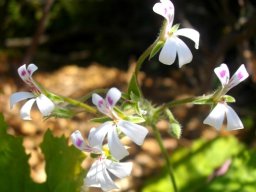 Pelargonium album flowers