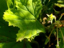 Pelargonium album leaves
