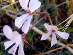 Pelargonium alchemilloides whitish flowers