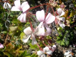 Pelargonium alchemilloides from the Cape to Ethiopia