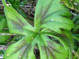 Pelargonium alchemilloides leaf