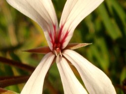 Pelargonium alchemilloides flower