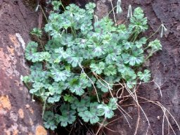 Pelargonium ranunculophyllum