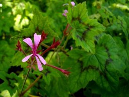 Pelargonium