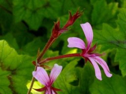 Pelargonium alchemilloides pink flowers