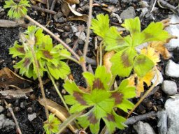 Pelargonium alchemilloides leaves
