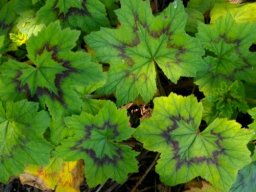 Pelargonium alchemilloides greener leaflet image in the purple zone