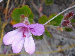 Pelargonium betulinum buds and flower