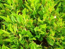 Pelargonium betulinum leaves