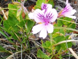 Pelargonium betulinum pale flower