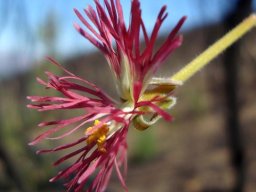 Pelargonium bowkeri flower