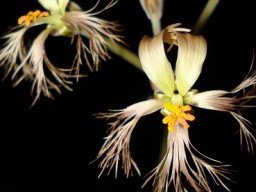 Pelargonium bowkeri