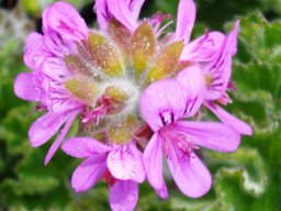 Pelargonium capitatum flowering stages