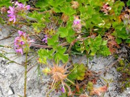 Pelargonium capitatum in coastal sand