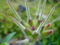 Pelargonium capitatum green fruit