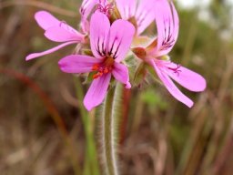 Pelargonium capitatum young and old flowers