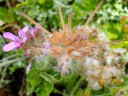 Pelargonium capitatum fruit
